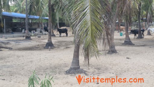 Sri Pamban Swamigal Temple, Pirappanvalasai, Ramanathapuram District, Tamil Nadu